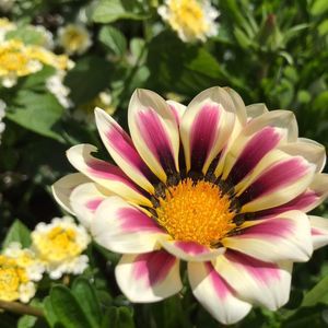 Meet your Posher, Evan